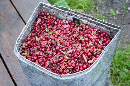 Cranberry in the vessel is red with moss. photo for your design. nature of siberiaの写真素材