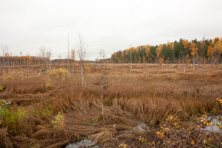 the swamp. in the steppe in autumn. Russia Siberiaの写真素材