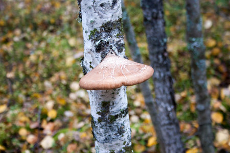 a mushroom on a birch tree. fungus growing on a treeの写真素材