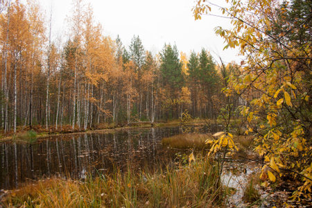 autumn landscape nature. in the steppe in autumn. leaves and water