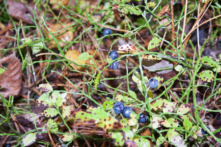 a dark forest berry among the grass and fallen leaves. photo for your design. horizontal sheet orientationの写真素材