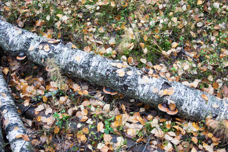 a mushroom growing on a fallen birch tree. among the grass and fallen leaves. The autumn still life. photo for your design. horizontal sheet orientationの写真素材