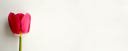 A red flower with a place under the text on a white background. Photo for your design with a place...