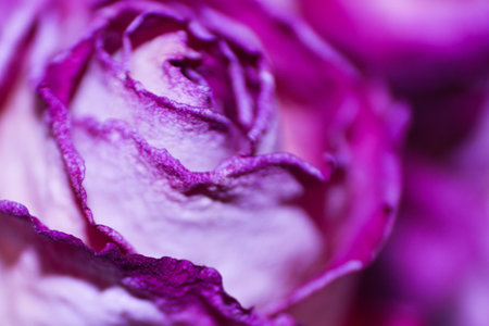 rose flower. beautiful rose with blurred bokeh backgroundの写真素材