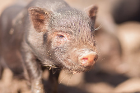 the earthen pig. year of a pig. symbol of the Chinese New Year. two thousand and nineteenの写真素材
