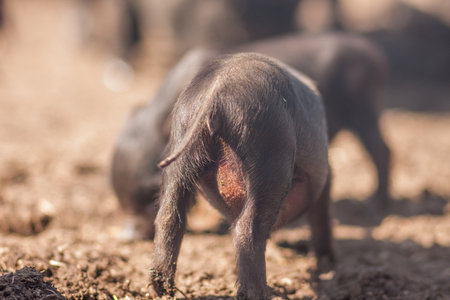 Close up cute pigの写真素材
