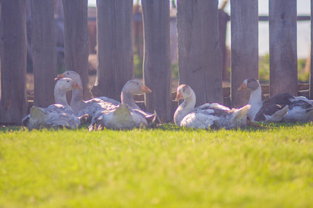 ducks. rest on the green grass near the fenceの写真素材