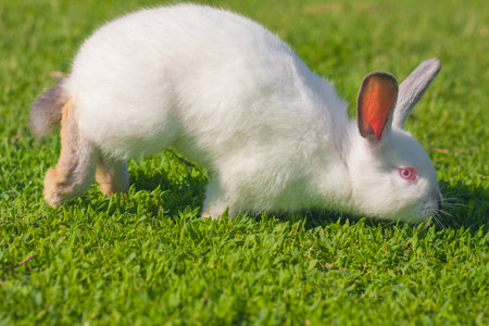 the smell of grass excites. stock and taste. Easter rabbit on green grass. white rabbit with long earsの写真素材