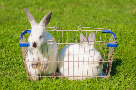 Easter shopping. two white easter rabbits in a kerchief of foodstuffsの写真素材