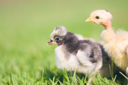 chickens. farm animals. on the green grass