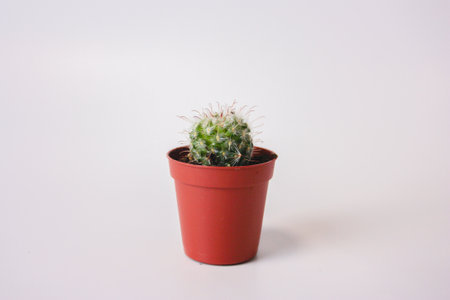 cactus. plant. love of the sun. cactus in a potの写真素材