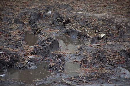 mud. black liquid. anti-sterile. clay and clay. forest and nature. warm colors and nature
