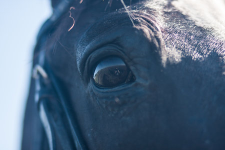 the horse's eye. black horse portrait. black eye horse. reflectionの写真素材