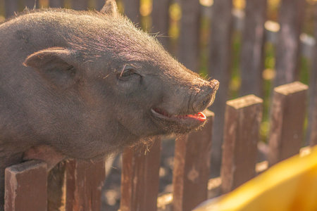the pig is smiling. dark pig with pink tongue. symbol of 2019の写真素材