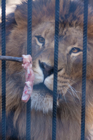 lion zoo. a lion devours meat in captivity. predator and prey. vertical sheet orientationの写真素材