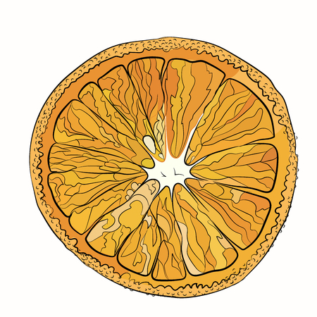 Orange juicy New Year's cut. Vector illustration for your design on white background. sketching styleのイラスト素材