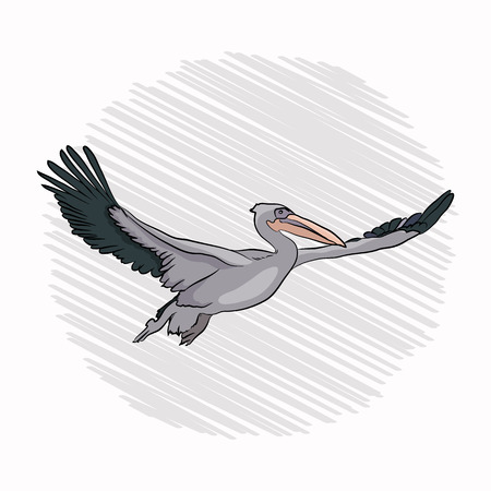 pelican flight. bird flies waving wings. on a white backgroundのイラスト素材