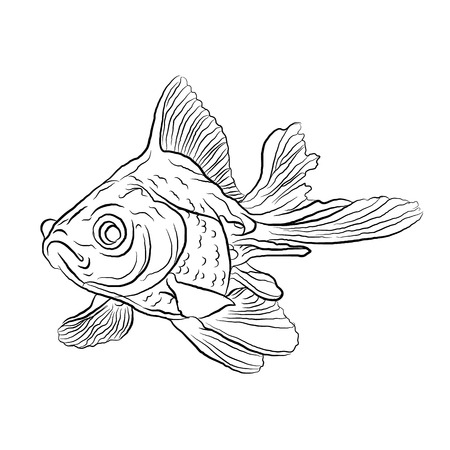 Golden fish from the aquarium. Sketch style on white isolated background. vector illustrationのイラスト素材