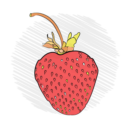 strawberry appetizing on a white background. sketch technique.のイラスト素材