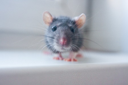 mouse, the cute rat is looking forward. selfie, portrait of a gray mouse