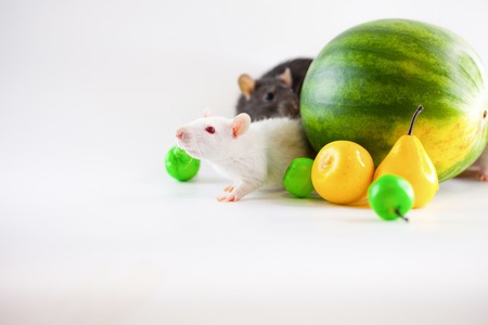 Rat symbol calendar. Berries and fruits on white backgroundの写真素材