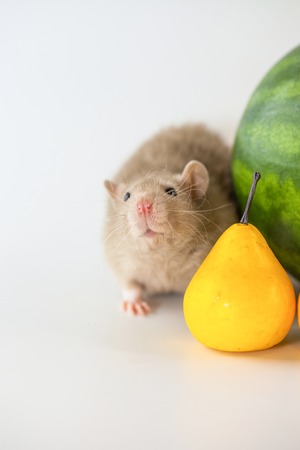 Rat beige eats a pear. calendar symbol. Berries and fruits on white backgroundの写真素材