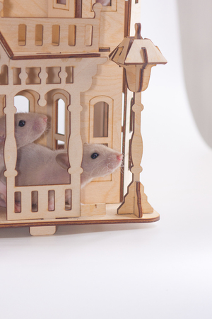 Mice beige in a wooden house. convenience for your pet. rat cottageの写真素材