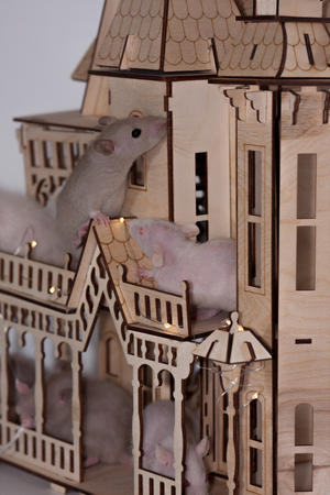 Mice beige and white in a wooden house. A bright light is on. rat family. convenience for your pet. rat cottageの写真素材