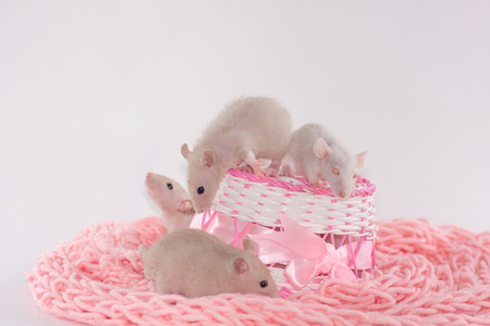 Mice beige and white. rat family. on pink fabric. cute rat babesの写真素材