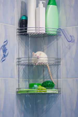 hygiene concept. the mouse is white and the shampoo to wash . symbol of 2020. Chinese horoscopeの写真素材