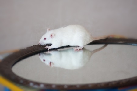 through the looking glass concept. mouse white on the mirror . symbol of 2020. Chinese horoscopeの写真素材