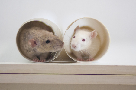 love the concept. the mouse is white and beige in round . symbol of 2020. Chinese horoscopeの写真素材