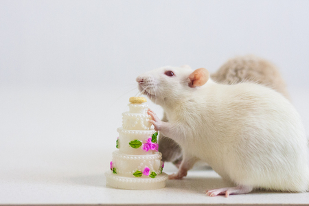 birthday concept. mouse white. a rat eats cake with a candle. holiday. symbol of 2020. Chinese horoscopeの写真素材