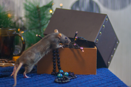 Mouse black. symbol of the new Chinese year 2020. home decorative rat. hiding in a box with a garland and a Christmas treeの写真素材