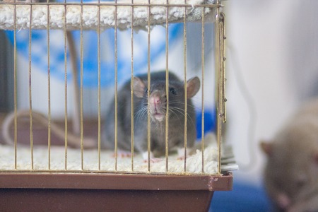 Mouse black in the cell. symbol of the new Chinese year 2020. home decorative rat. rat in the houseの写真素材