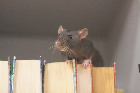 mouse. black rat in the bookcase. symbol of the 2020 Chinese calendar. the concept of learningの写真素材
