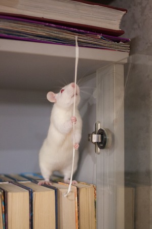 knowledge search concept. white rat in the bookcase. symbol of the 2020 Chinese calendar. the concept of online learningの写真素材