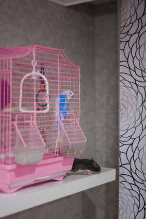 attack concept. the black rat to the pink cells . symbol of the 2020 Chinese calendar.の写真素材