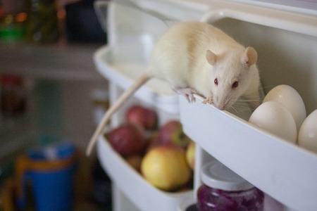 decorative rat in the fridge for chicken egg. symbol of 2020. mouse chinese calendar.の写真素材