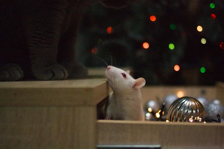 rat decorative. in a box with Gerland looks up. symbol of 2020. mouse chinese calendar.の写真素材