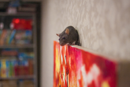 Criticism of modern art concept. rat gray climbs the picture. symbol of 2020. mouse chinese calendar.の写真素材