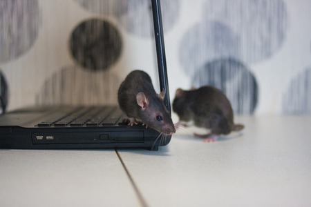 hacker attack. rats are gray on the computer. symbol of 2020. mouse chinese calendar.