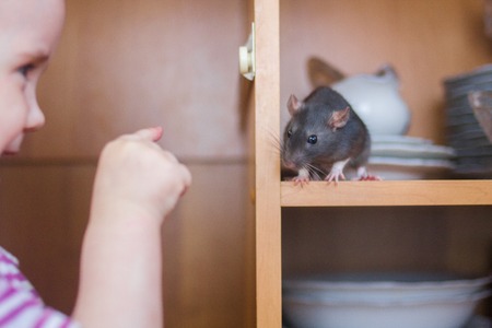 dating concept. rat is the symbol of the Chinese New Year 2020. decorative mouse. cupboard with dishesの写真素材