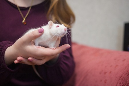 caring concept. rat white symbol of the Chinese new year 2020. decorative mouse. in the arms of a girlの写真素材