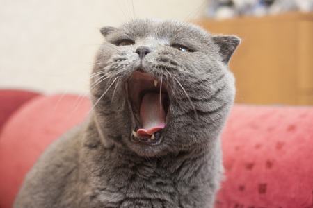 cat predator. yawning cat. mouth of british shorthair gray catの写真素材