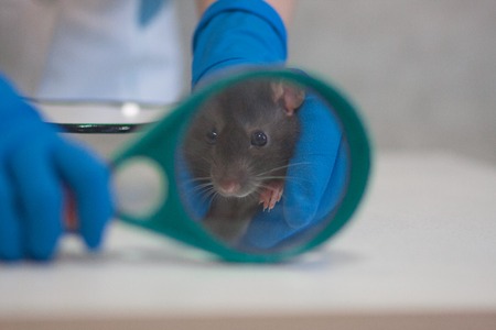 diagnostics concept. rat black two symbol of the Chinese new year 2020. home decorative mouse. on the hands of a medic girl with a magnifying glassの写真素材