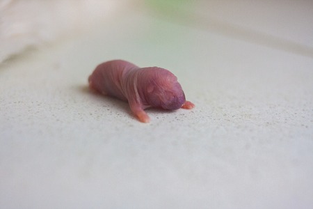 rat baby. the newborn mouse is small.の写真素材