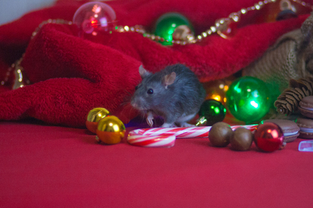 New Year's rat. Christmas decorations and red Santa Claus costumeの写真素材