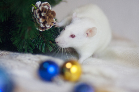 New Year's rat. Christmas decorations and pine cone. coniferous branchの写真素材