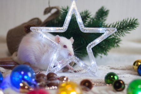 New Year's rat. Christmas tree decorations and a five-pointed Christmas tree star mouse among the holidayの写真素材